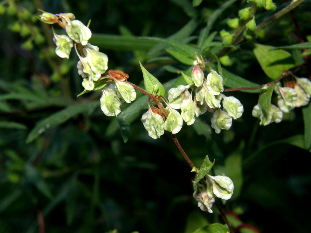 Fallopia dumetorum / Poligono delle siepi