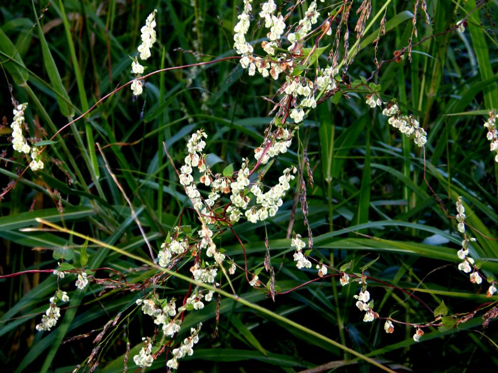 Fallopia dumetorum / Poligono delle siepi