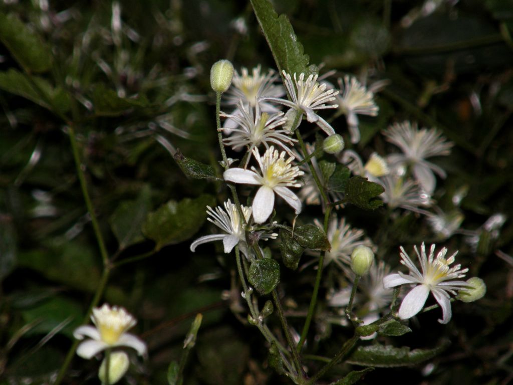 Clematis vitalba: dal bocciolo al frutto.