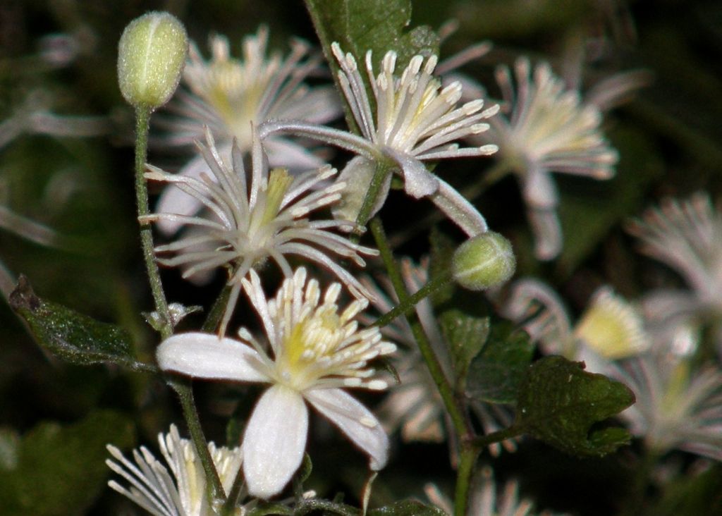 Clematis vitalba: dal bocciolo al frutto.