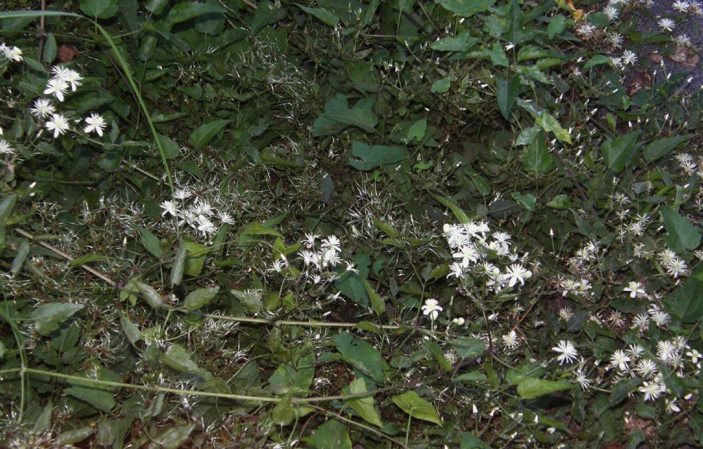 Clematis vitalba: dal bocciolo al frutto.