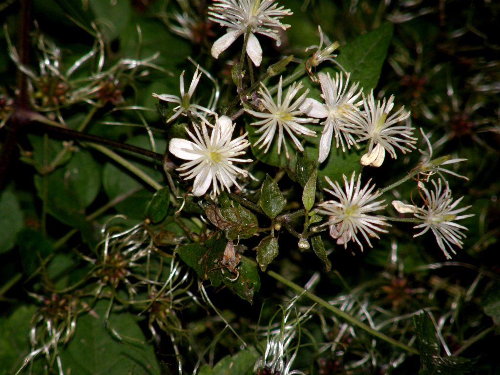 Clematis vitalba: dal bocciolo al frutto.