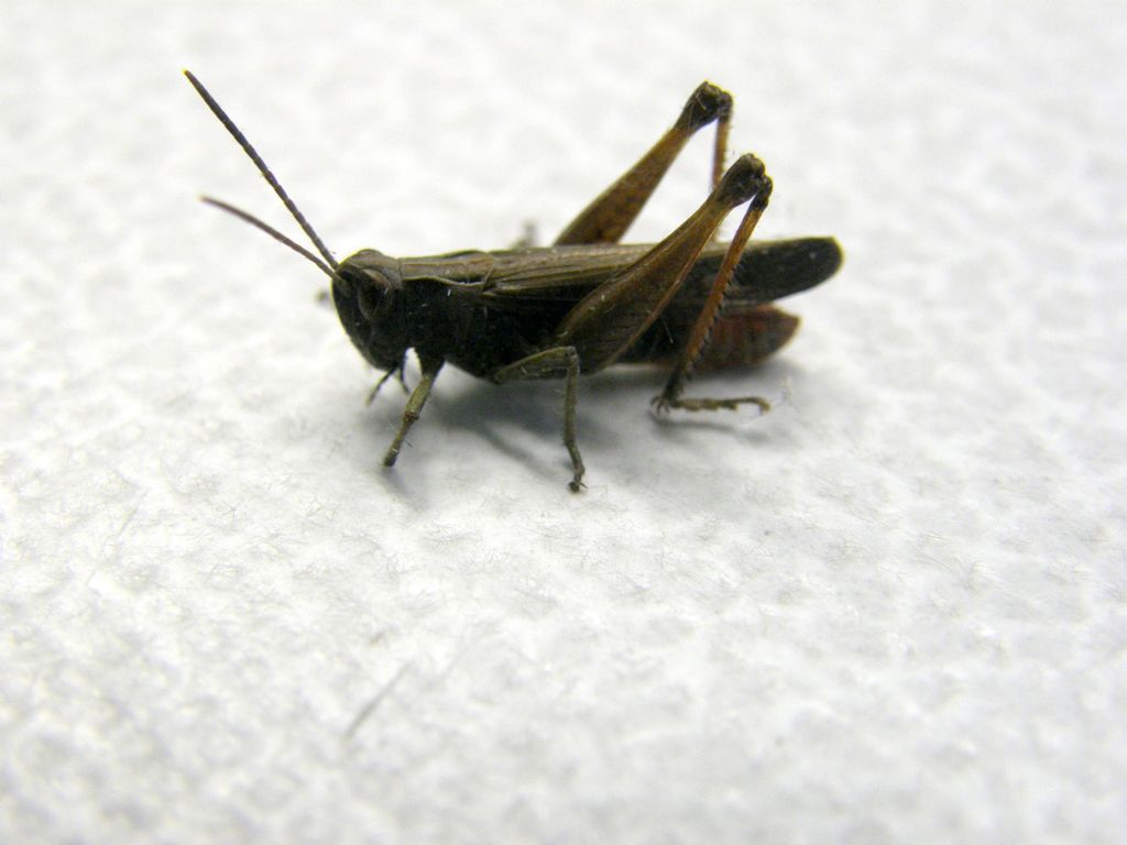 Maschio di Omocestus rufipes