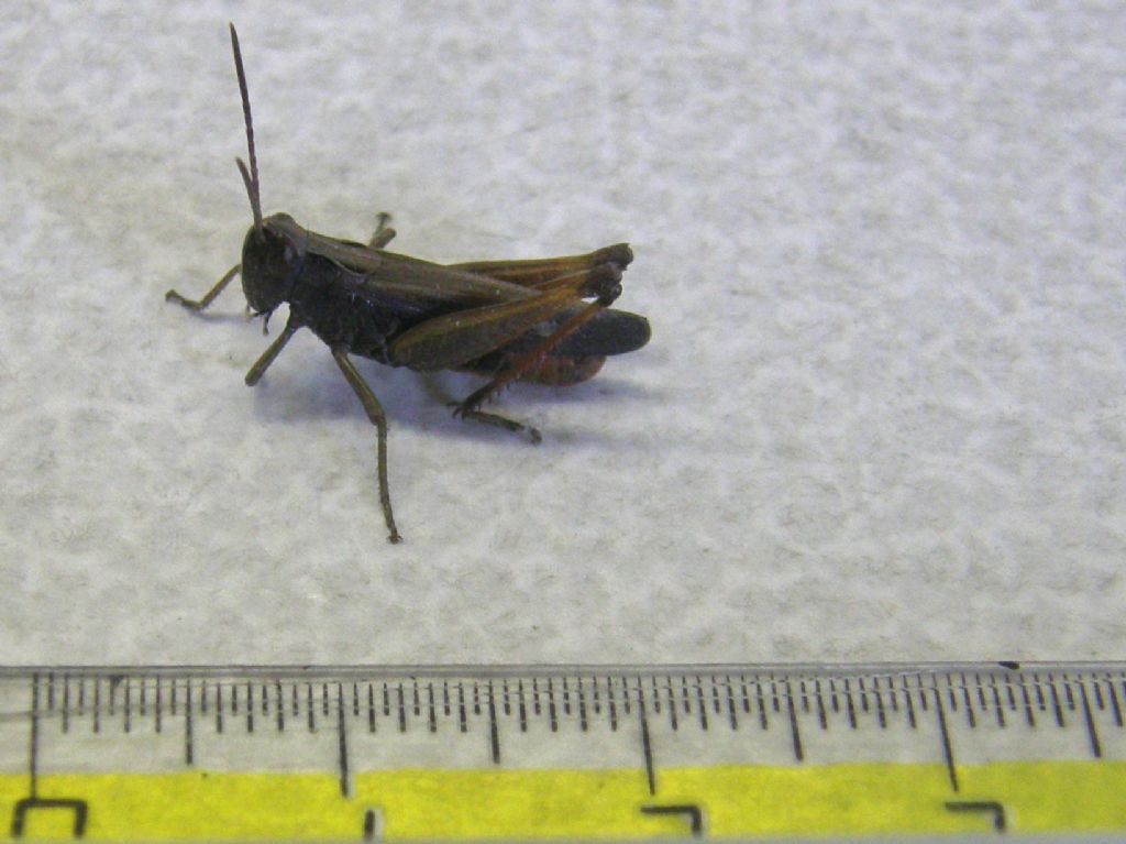 Maschio di Omocestus rufipes