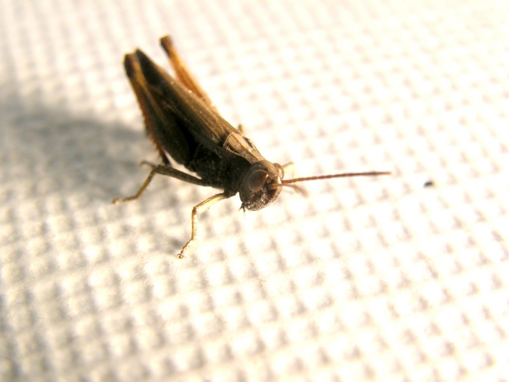 Maschio di Omocestus rufipes