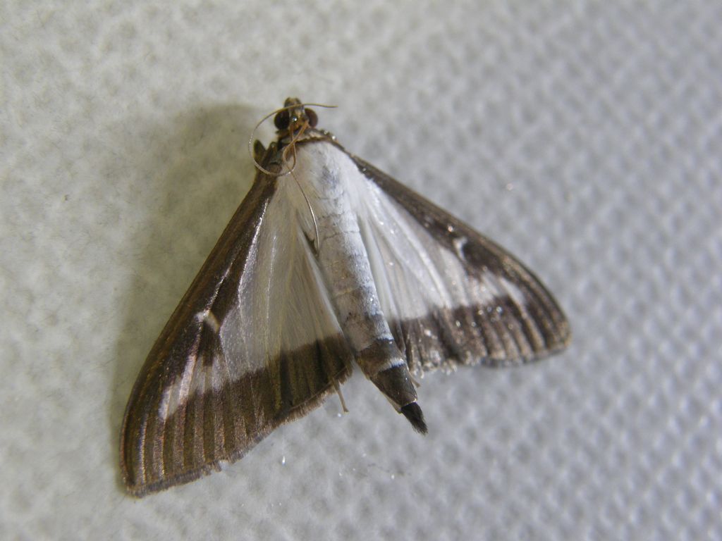 Cydalima perspectalis (Crambidae)