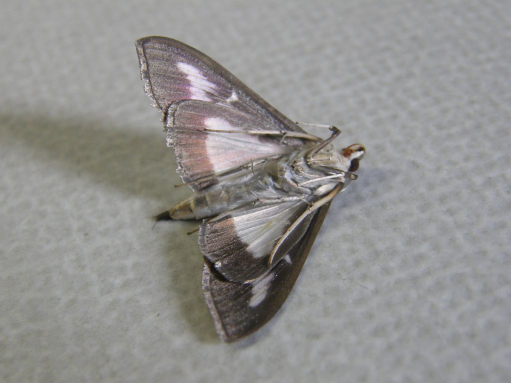 Cydalima perspectalis (Crambidae)