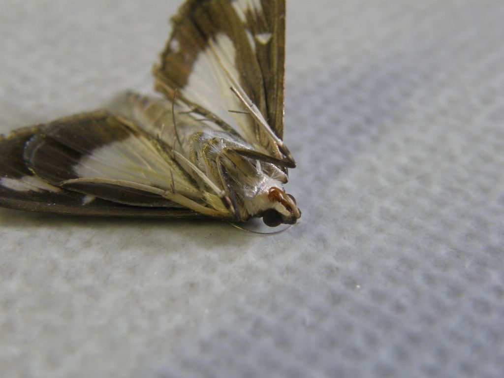 Cydalima perspectalis (Crambidae)