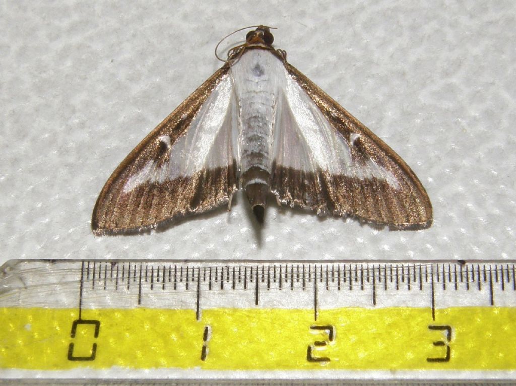 Cydalima perspectalis (Crambidae)
