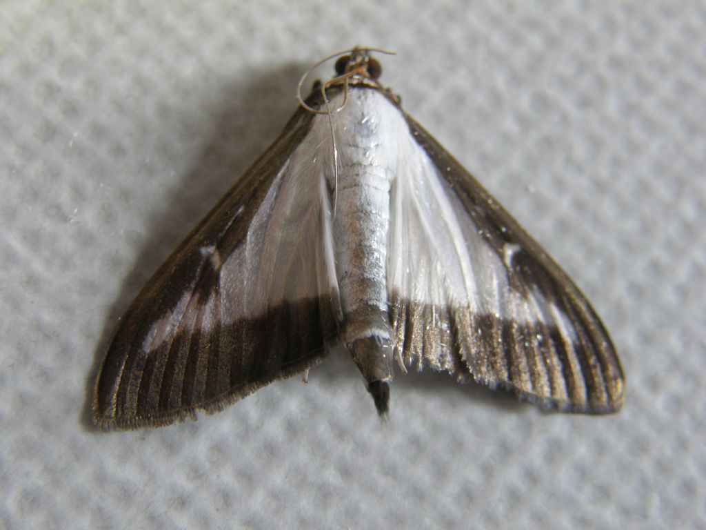 Cydalima perspectalis (Crambidae)