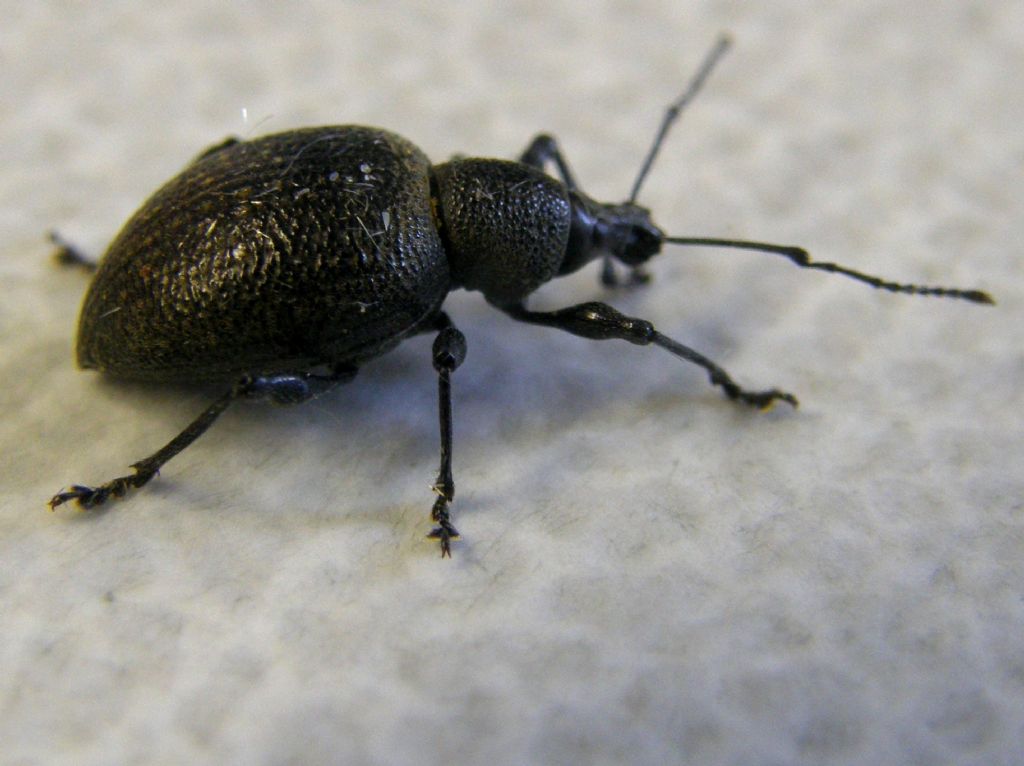 Otiorhynchus pseudonothus (= O. salicicola) - Curculionidae