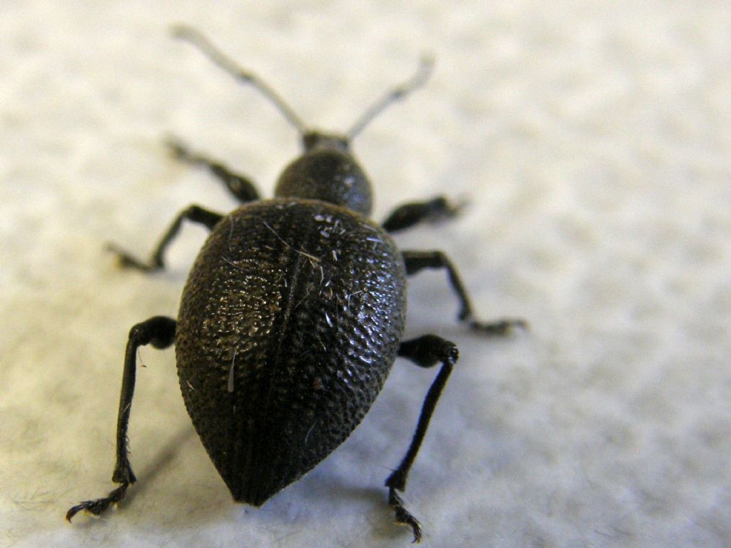 Otiorhynchus pseudonothus (= O. salicicola) - Curculionidae