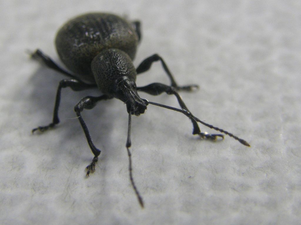 Otiorhynchus pseudonothus (= O. salicicola) - Curculionidae