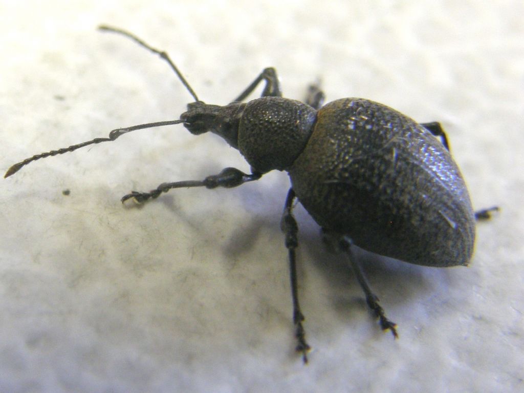 Otiorhynchus pseudonothus (= O. salicicola) - Curculionidae