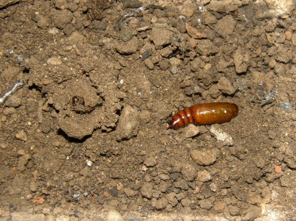 Bruco e crisalide di Helicoverpa armigera (Noctuidae)