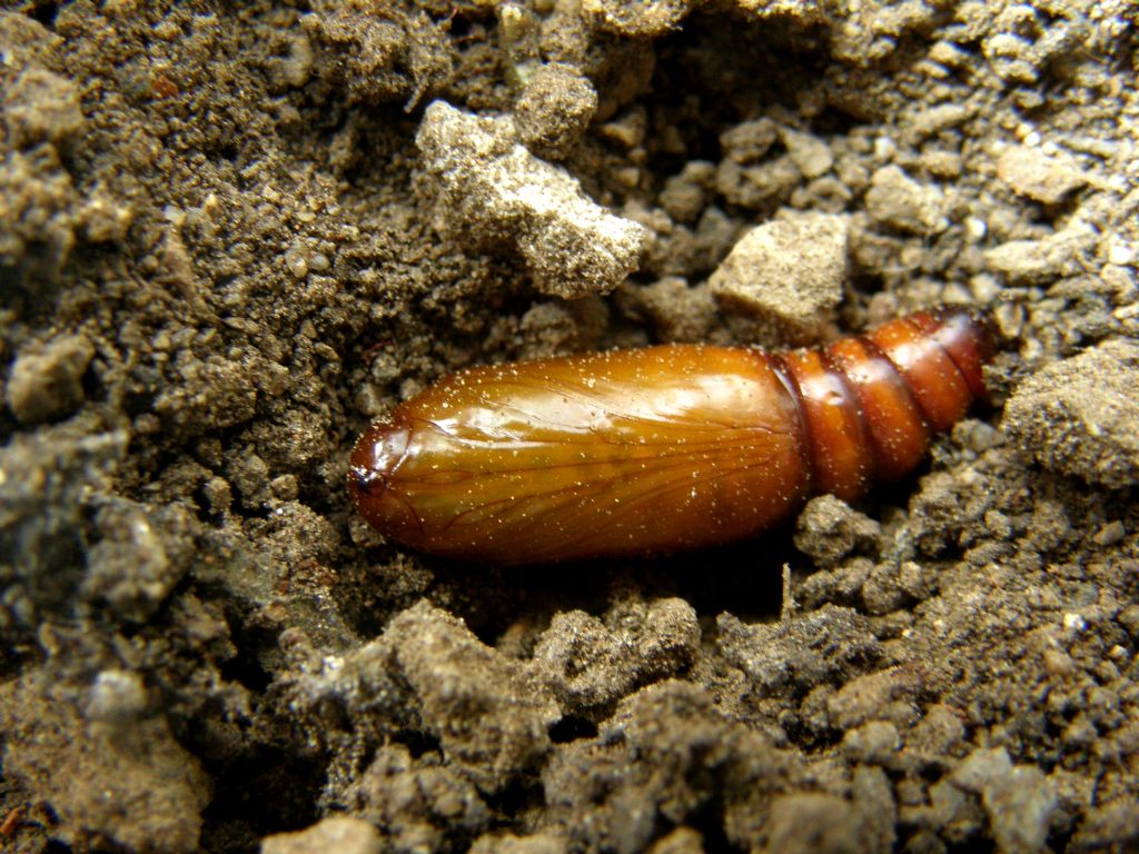 Bruco e crisalide di Helicoverpa armigera (Noctuidae)