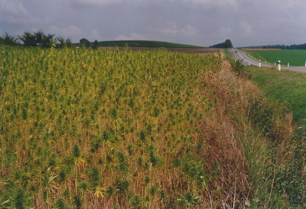 da identificare: Bidens sp. (Asteraceae)