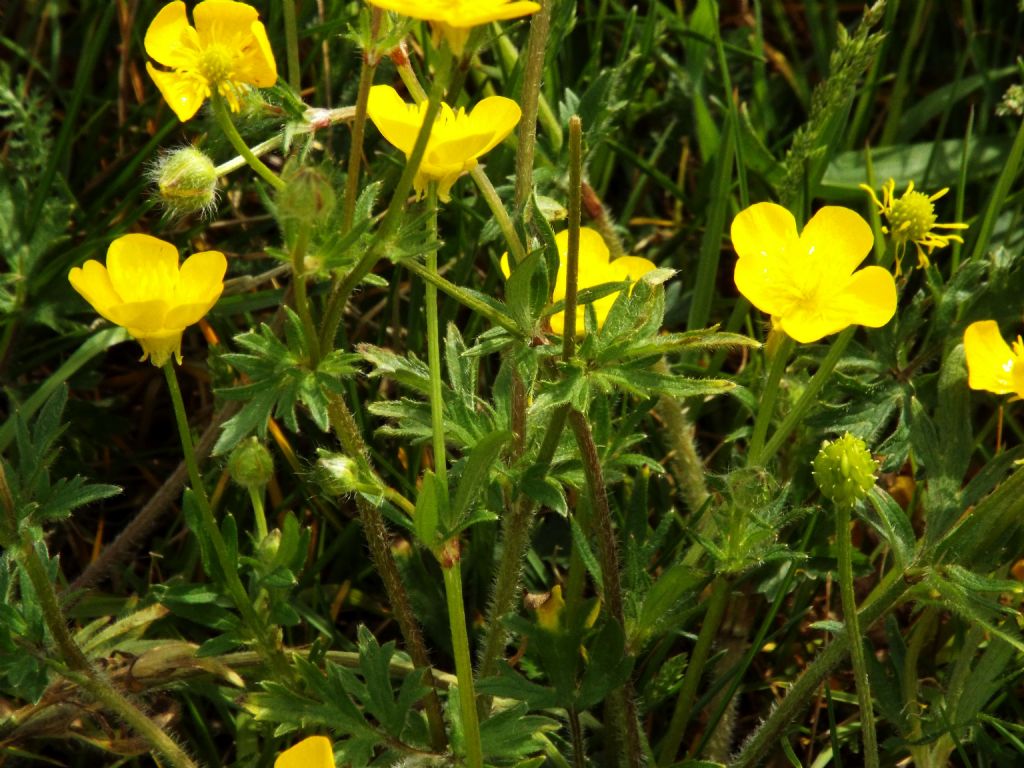 Ranunculus cfr. bulbosus