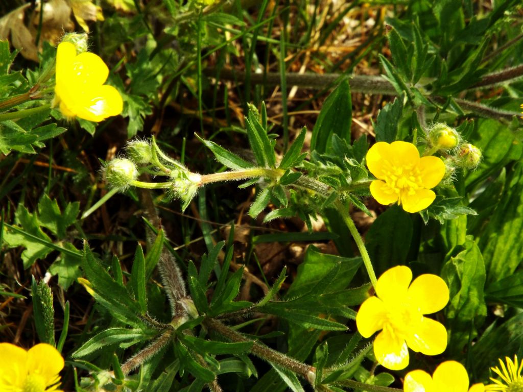 Ranunculus cfr. bulbosus