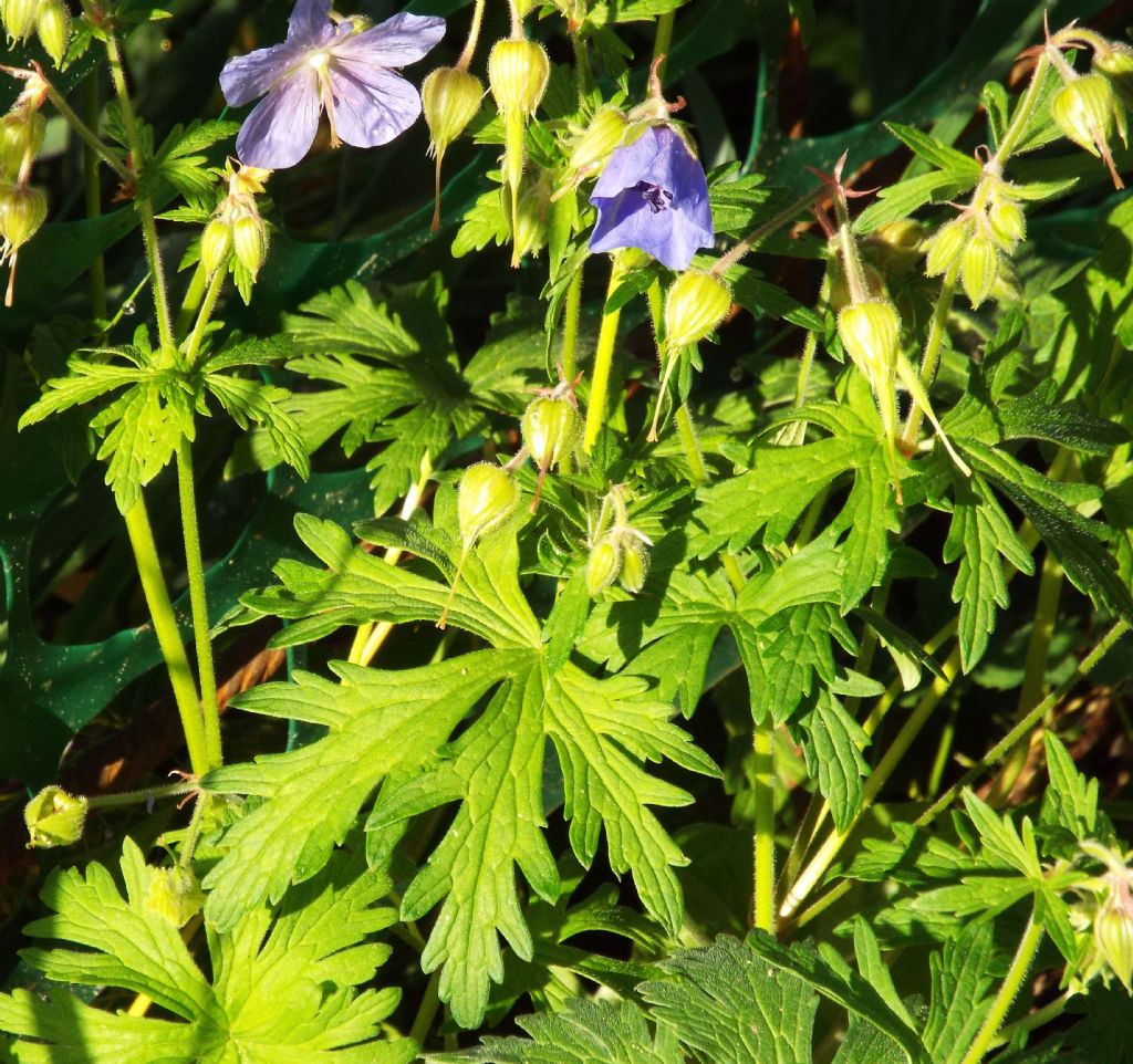 Geranium pratense / Geranio dei prati