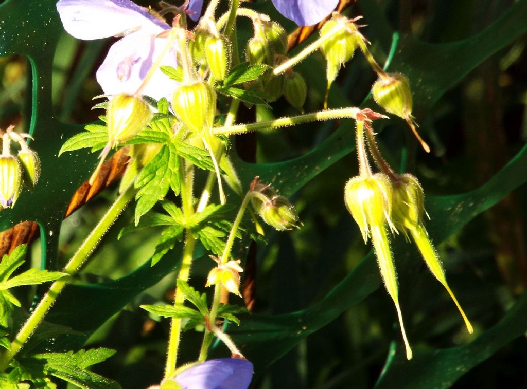 Geranium pratense / Geranio dei prati