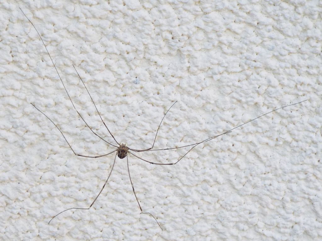 Leiobunum sp.
