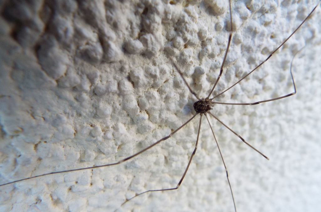 Leiobunum sp.