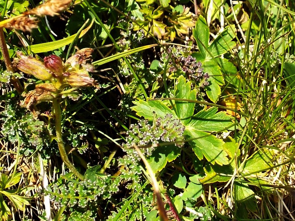 Pedicularis cfr. rostratocapitata (Lamiales - Orobanchaceae)