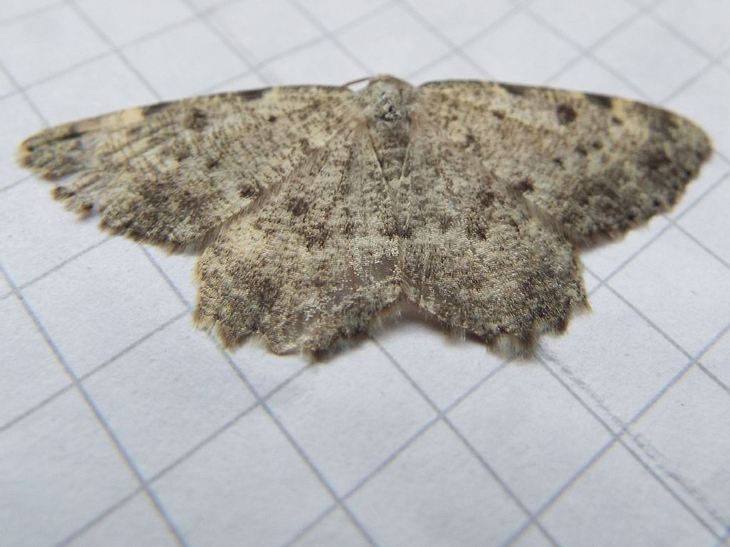 Charissa cfr. glaucinaria