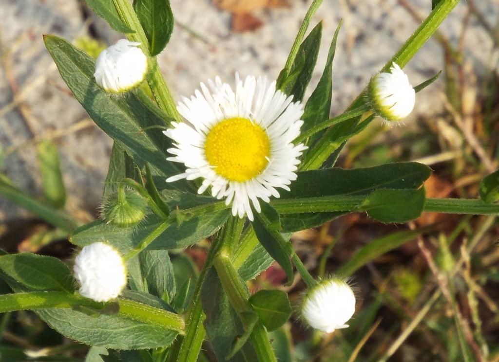 Erigeron annuus / Cespica annua