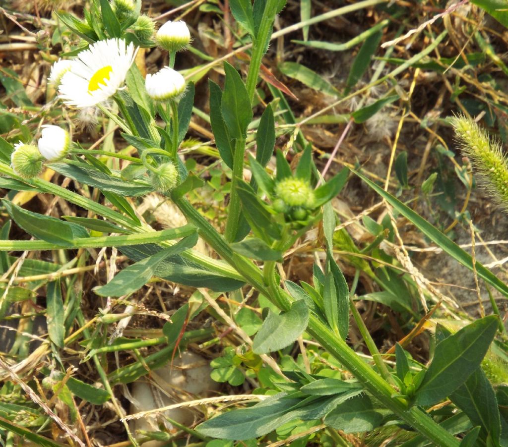 Erigeron annuus / Cespica annua