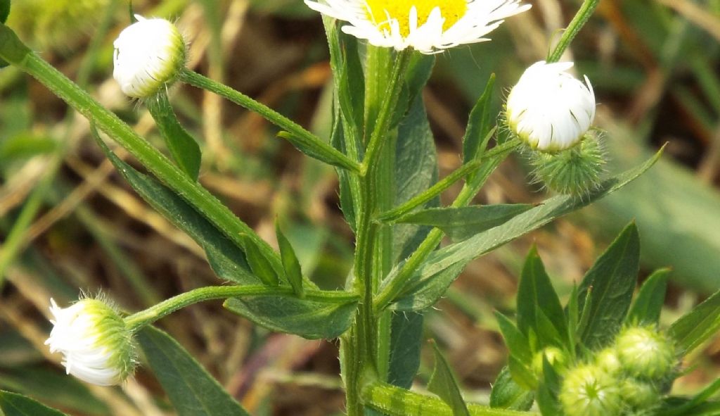 Erigeron annuus / Cespica annua