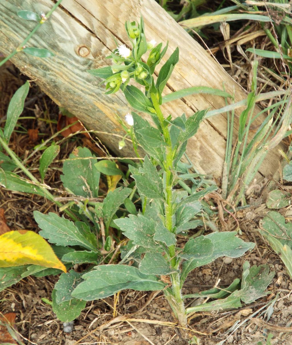 Erigeron annuus / Cespica annua