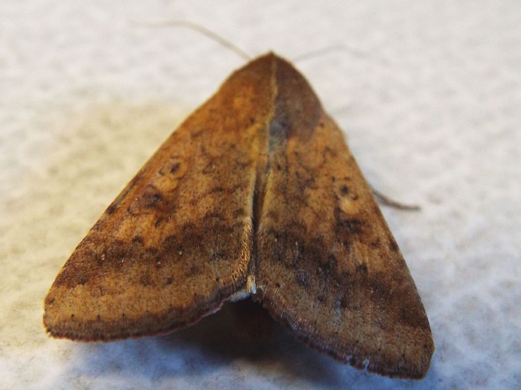 Noctuidae da identificare: Helicoverpa armigera