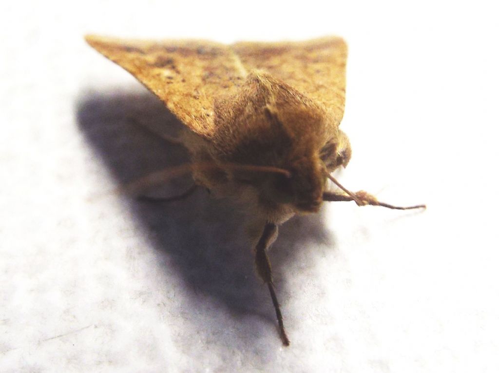 Noctuidae da identificare: Helicoverpa armigera