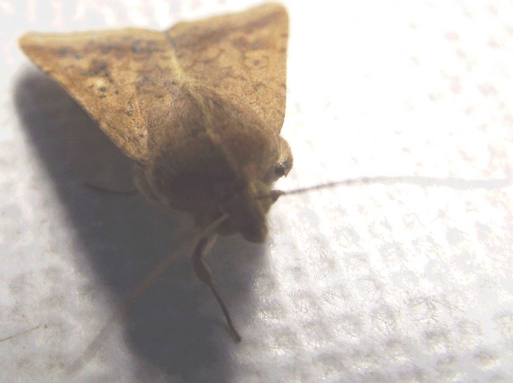 Noctuidae da identificare: Helicoverpa armigera