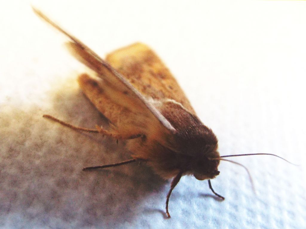 Noctuidae da identificare: Helicoverpa armigera