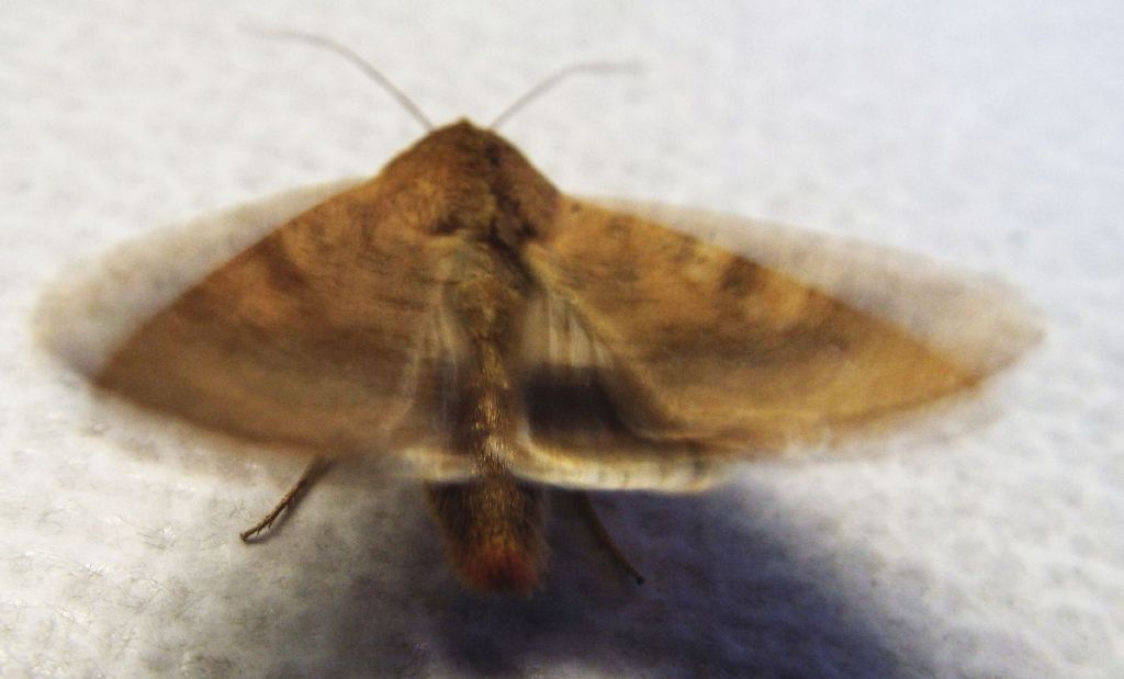 Noctuidae da identificare: Helicoverpa armigera