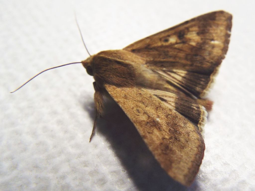 Noctuidae da identificare: Helicoverpa armigera