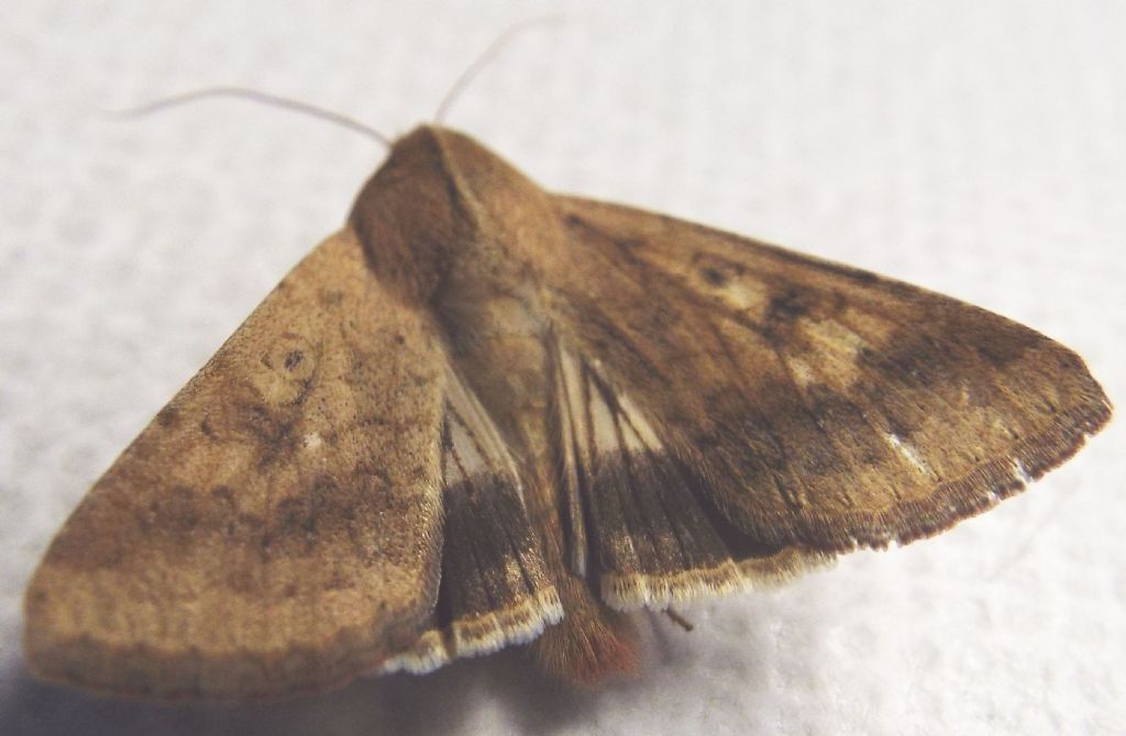 Noctuidae da identificare: Helicoverpa armigera