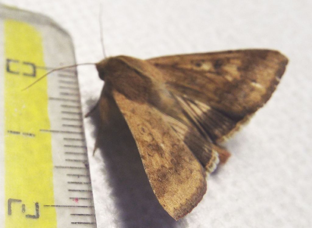 Noctuidae da identificare: Helicoverpa armigera