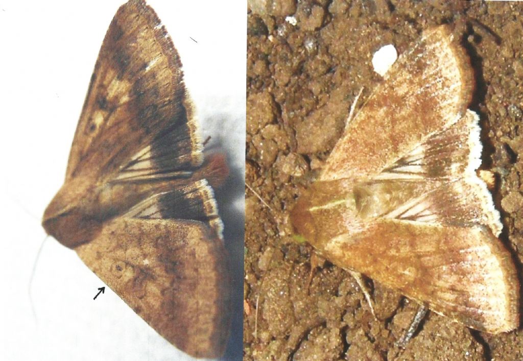 Noctuidae da identificare: Helicoverpa armigera