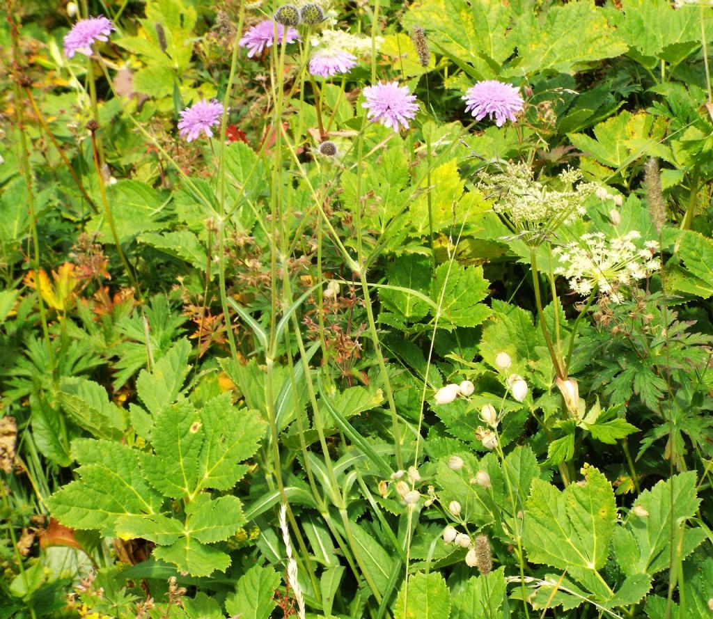 Knautia longifolia / Ambretta alpina
