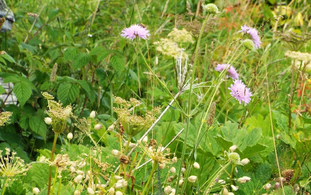 Knautia longifolia / Ambretta alpina
