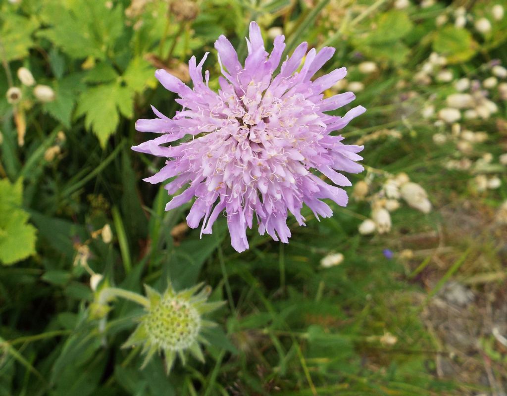 Knautia longifolia / Ambretta alpina
