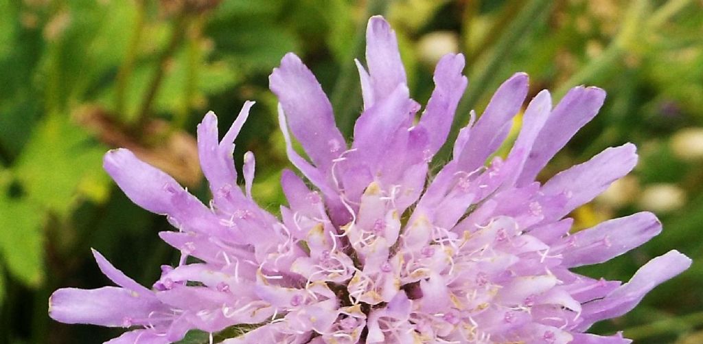 Knautia longifolia / Ambretta alpina