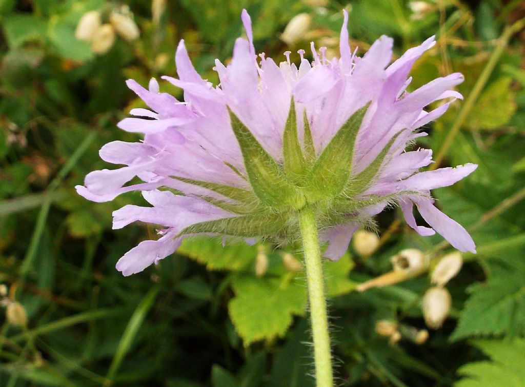 Knautia longifolia / Ambretta alpina