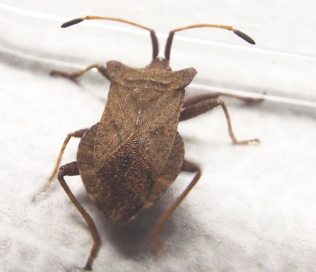 Coreidae:  Coreus marginatus