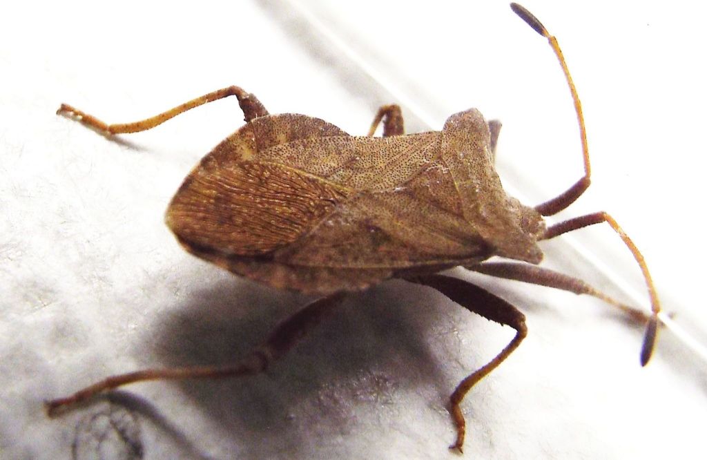 Coreidae:  Coreus marginatus