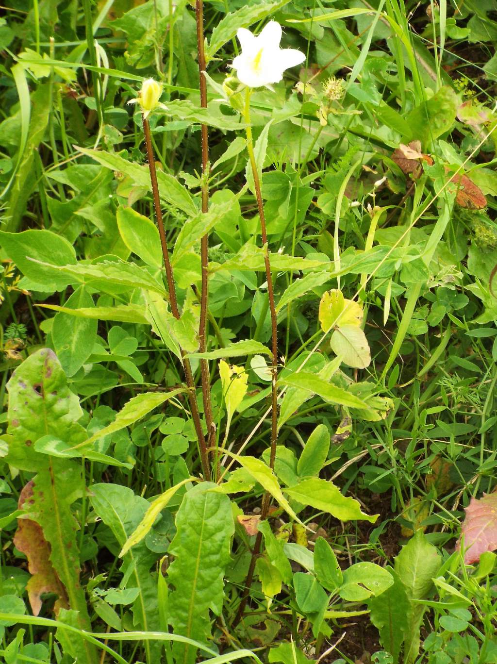 Campanula trachelium bianca